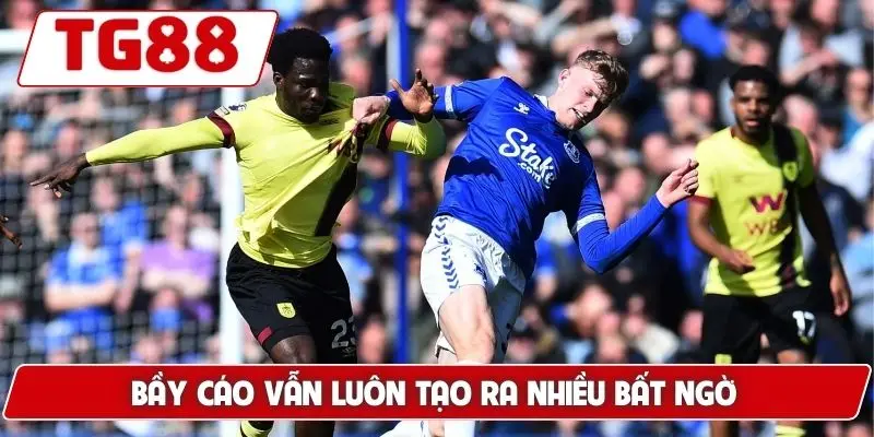 Bầy cáo vẫn luôn tạo ra nhiều bất ngờ