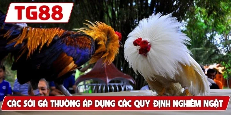 Các sới gà thường áp dụng các quy định nghiêm ngặt