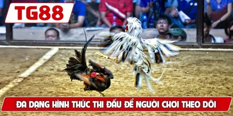 Đá Gà Thomo: Sân Chơi Uy Tín Cảm Giác Mạnh Mẽ Tại TG88 6 Đa dạng hình thức thi đấu để người chơi theo dõi và cược