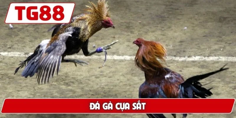 Đá gà cựa sắt
