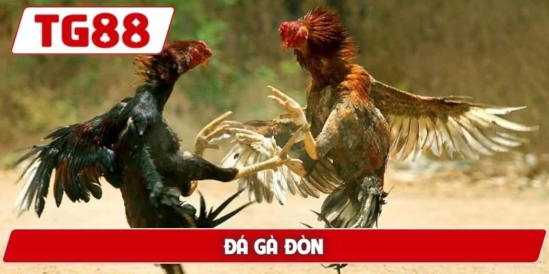 Đá gà đòn