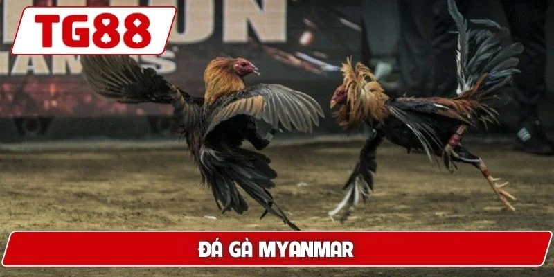Đá gà Myanmar