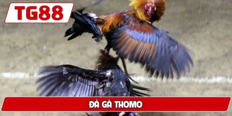 Đá gà Thomo