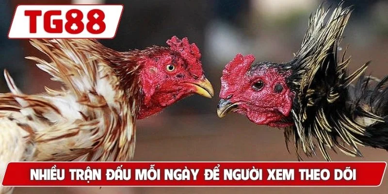 Nhiều trận đấu mỗi ngày để người xem theo dõi và đặt cược