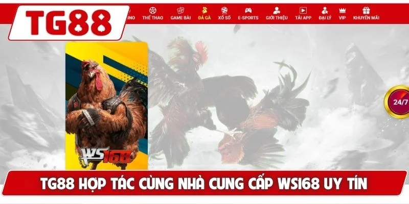 TG88 hợp tác cùng nhà cung cấp WS168 uy tín